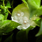 Кліпси «Crystal Bloom Фрезія» - Star.Kasage