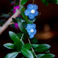 Кліпси «Crystal Bloom Гіацинт» - Star.Kasage